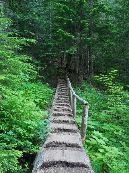 Wild, Jamie and Judy 아티스트의 Washington State-Central Cascades-Old Fir tree bridge-on trail to Annette Lake작품입니다.